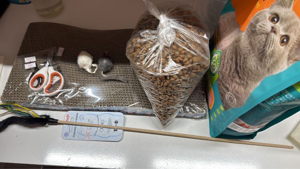 Продам котенка скотиш страйт