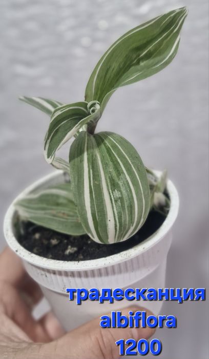 Цветы на продажу