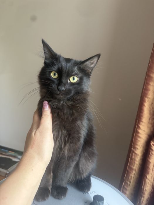Котенок   хорошеньки здоровая