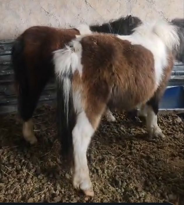 Продам пони и жеребца