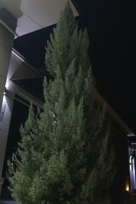 Итальянский кипарис