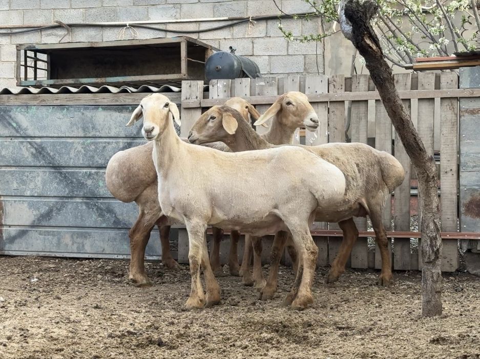 Арашан сауылык..