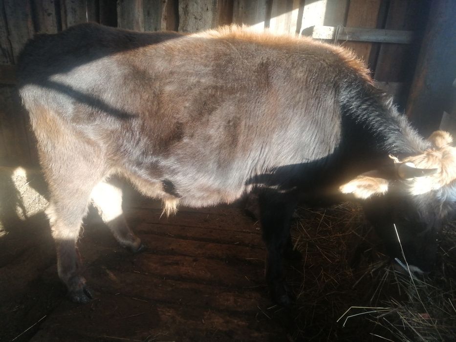 Продам быков по 270.000