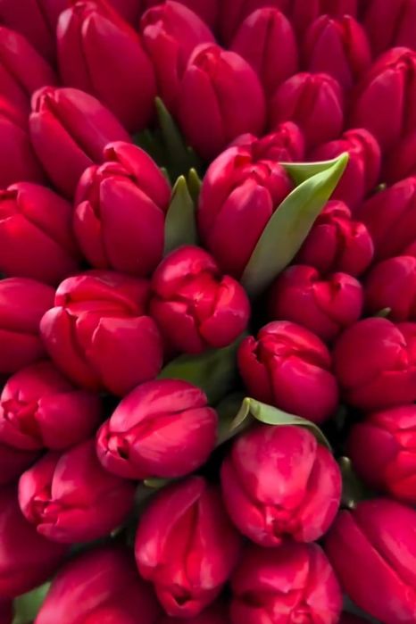 Тюльпаны оптом 2026