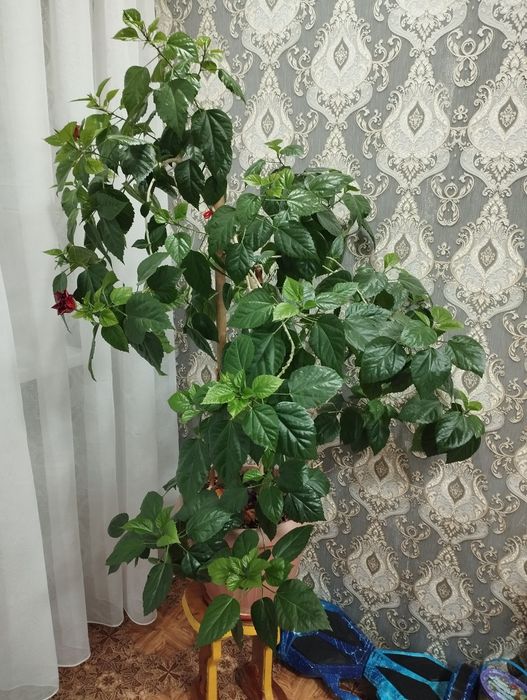 Продам комнатную  розу( гибискус)