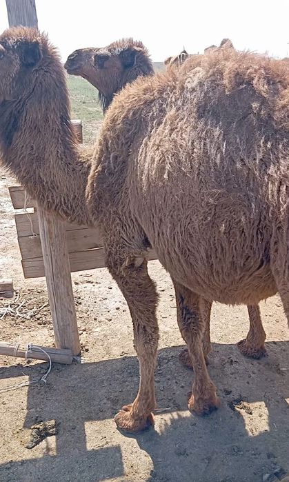 Саунада немесе бассейнде кездейсоқ секс бейне