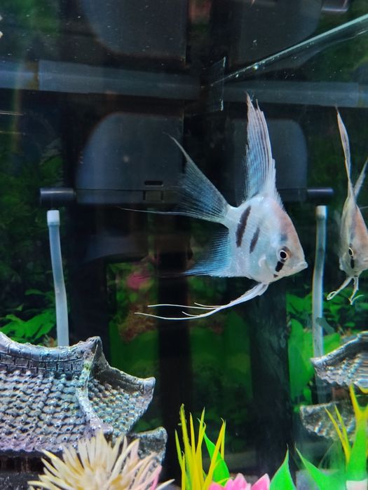 Продам рыба скалярии