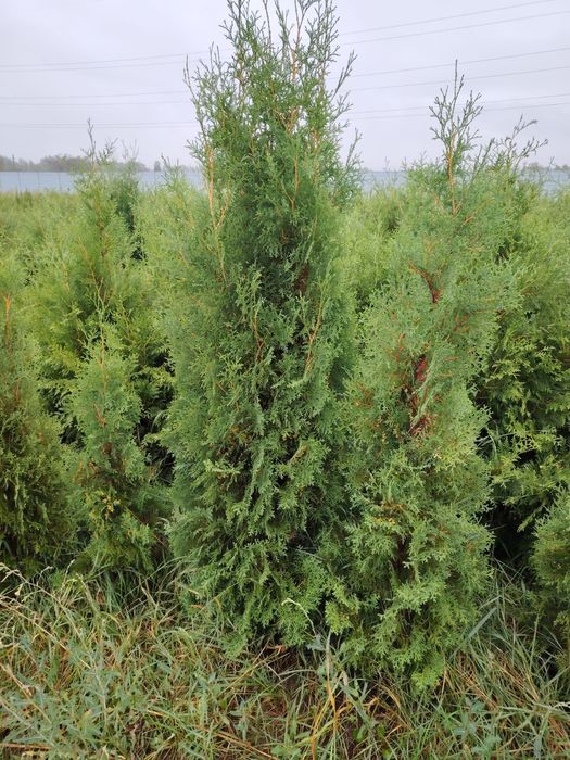 Туя Брабант, Смаракт