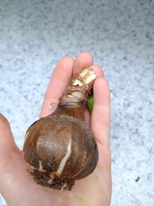 Продам луковицы гипераструма