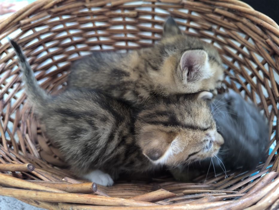 Милые котята в добрые руки