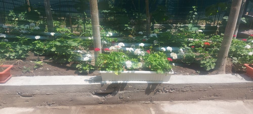 Герань ва пеларгония гуллари