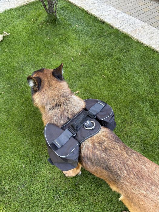 Ham caini K9 si set genti laterale