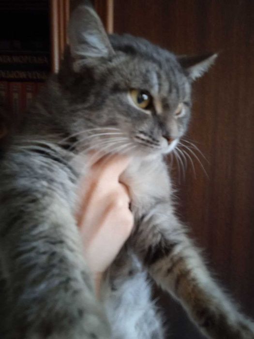 кошечкка страйт помесь, 6 месяцев.