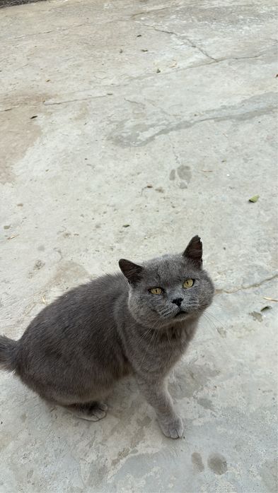 Статный британский кот в самые добрые руки!