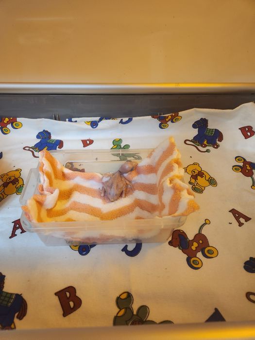 Продам Александрийского птенчика. Вылупился в инкубаторе