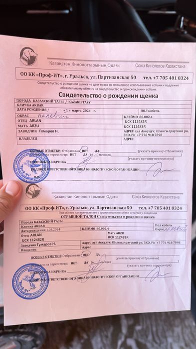 Тазы чистокровный с документами