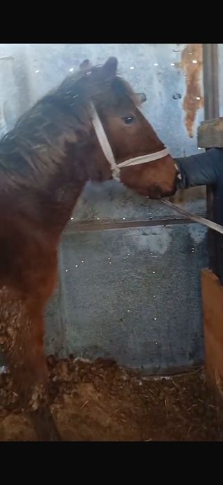 Продам лошадей  г Астана