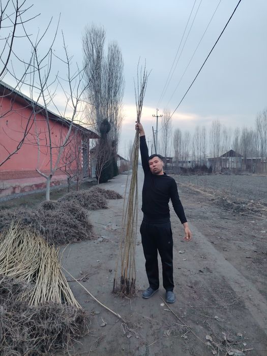 Terak kochatlari Терак кочатлар (кучат koʻchat)