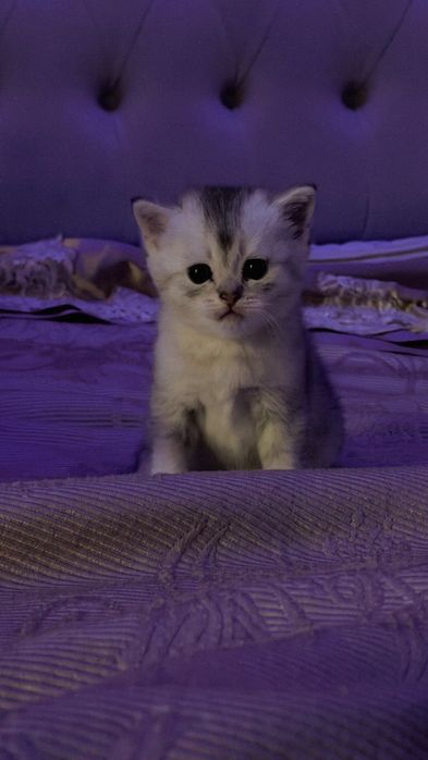 Котята Мальчики-шиншила
