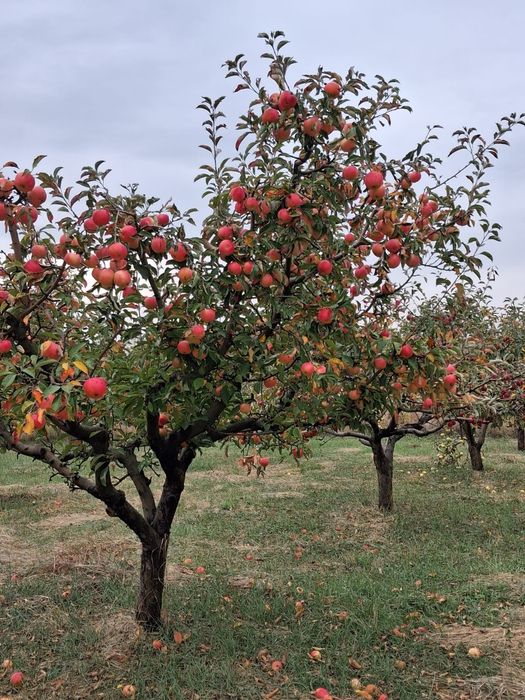 MERE BIO DIRECT DIN LIVADĂ – Sănătate curată la doar 2,5 lei/kg!