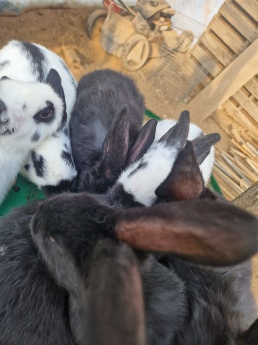 Зайци пеперуда  на 2 месеца