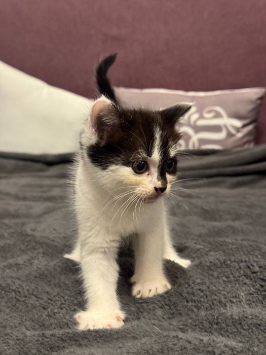 котенок в хорошие руки