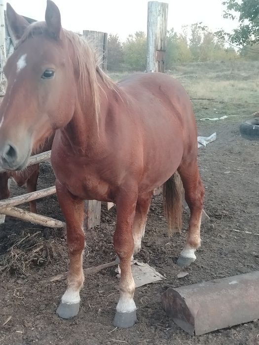 Продам русский тяжеловоз
