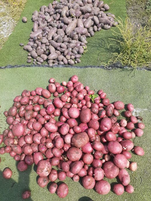 Продам картошку домашьная семена
