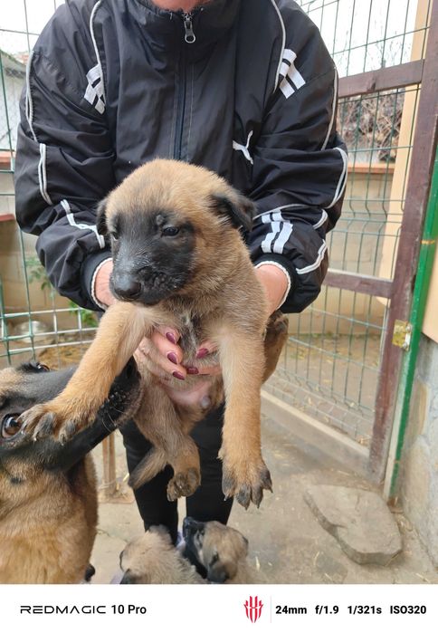 Продавам Малиноа кученца