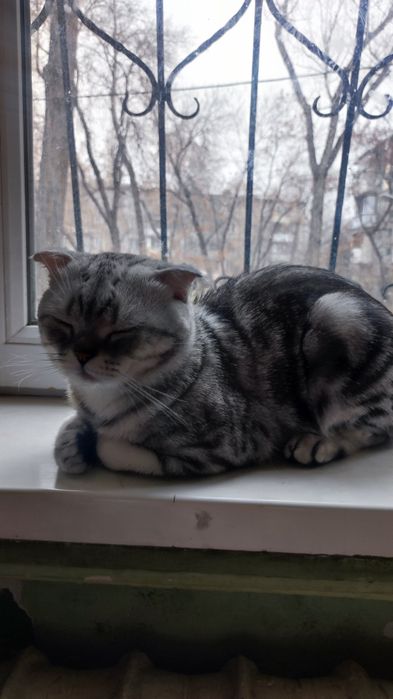 Отдам кто в добрые руки