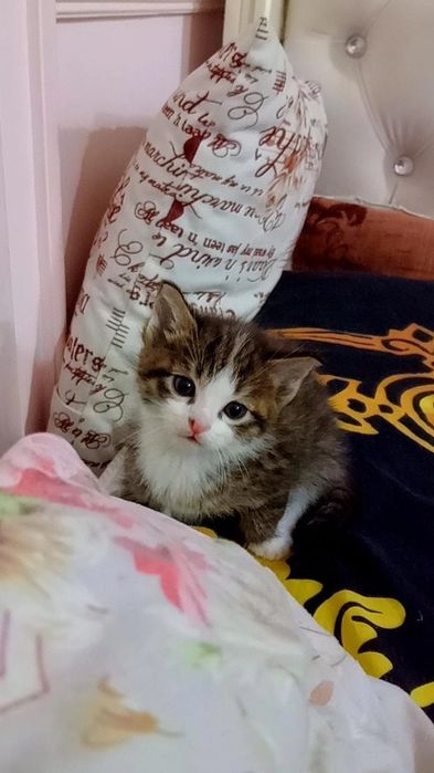 котята в хорошые руки мушук болалари ишочли кулларга 2 ойлик