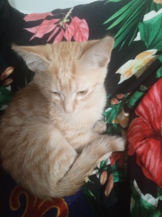 Милые котята ждут своих хозяев