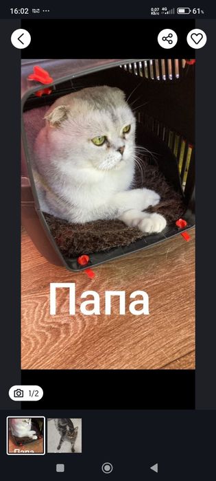 Вислоухие шотландцы