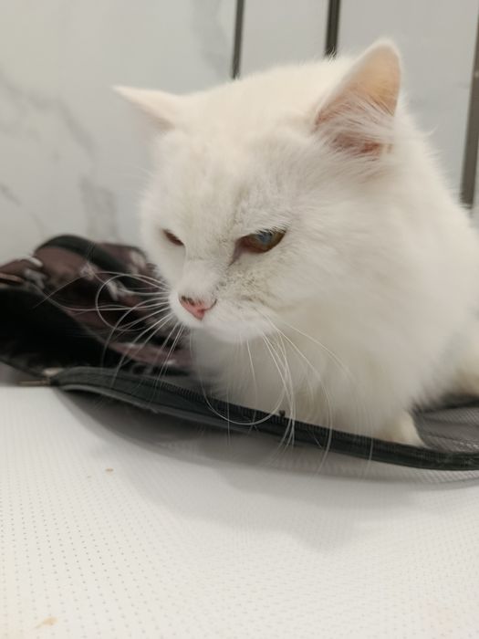 Отдам кота в добрые руки