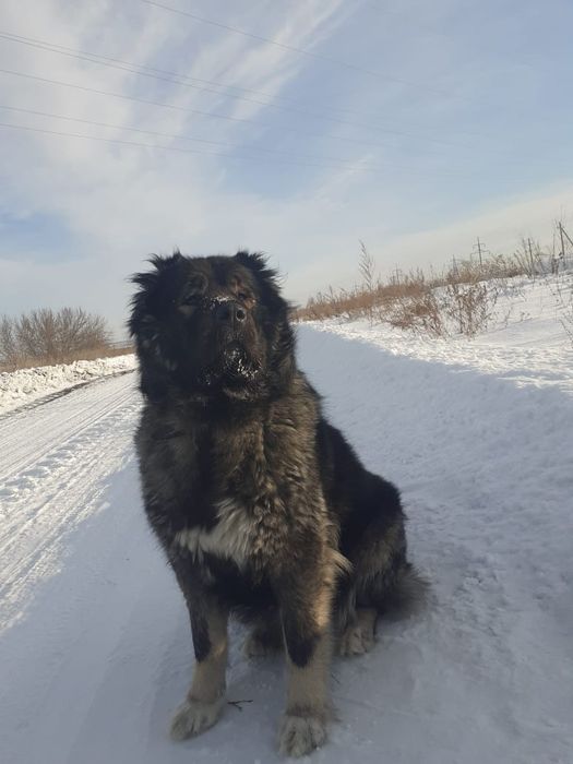 Продам собачью пряжу