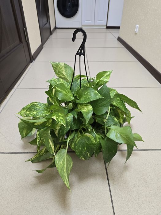 Продам комнатные цветы