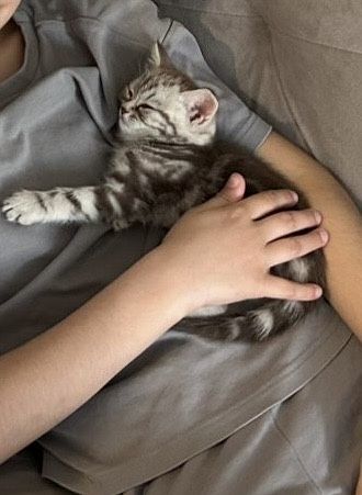 Британский котенок