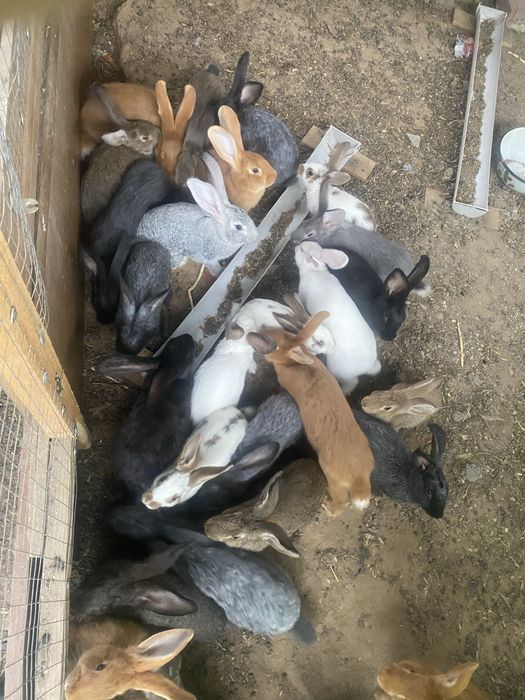 Продам кроликов разных