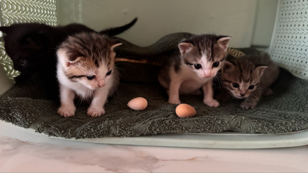 Кошки котят.  Мысыктар