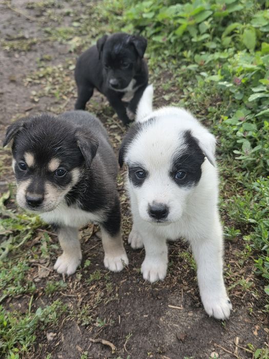 Cățeluși drăgălași îsi caută o familie