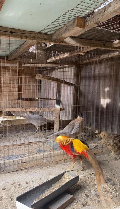 Фазаны разных видов