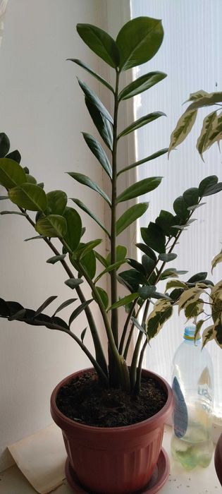 Цветы комнотные продам.