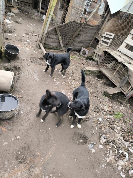 Добро куче търси стопанин