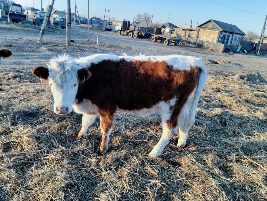 Продам тёлок 8 месяцев.