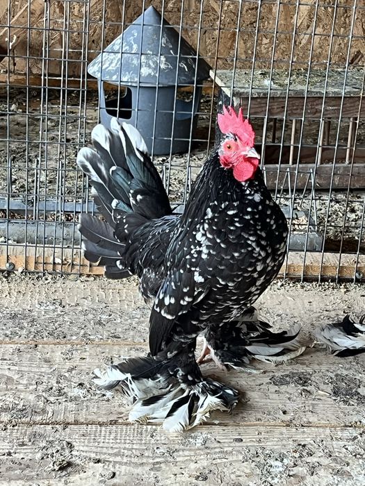 Cocosi din rasa Mii de flori de vanzare - negru bobat si portelan