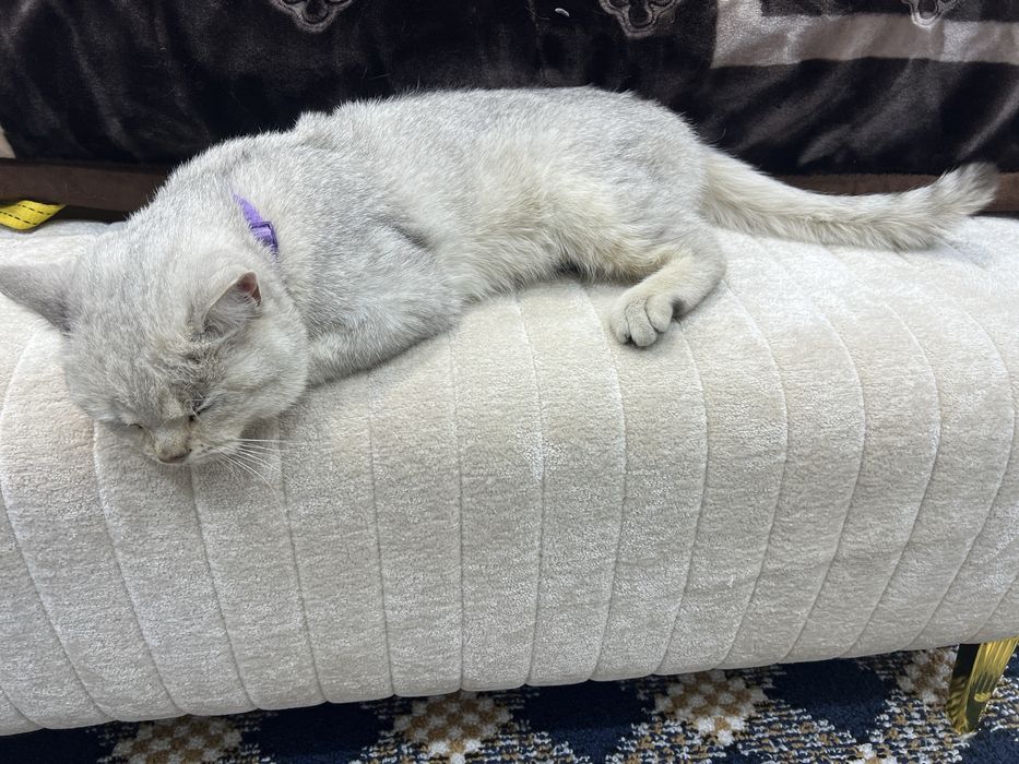 Britan serebretskaya shinshilla toza zot sotilmaydi vyazka uchun