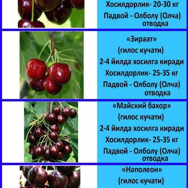 Гилос кучатлар бор 100% ишонжли