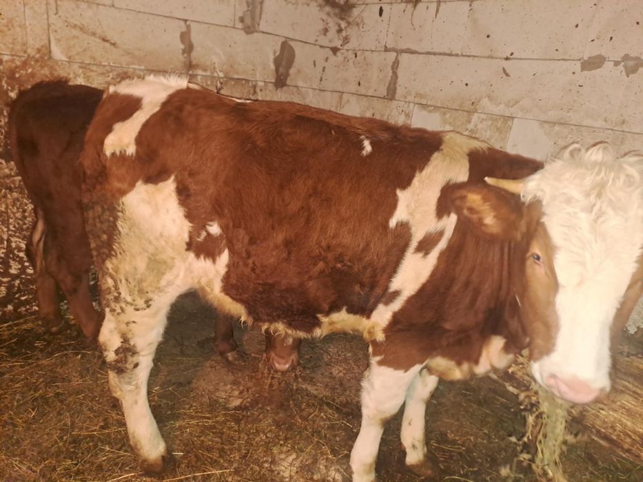 De vânzare două vițele