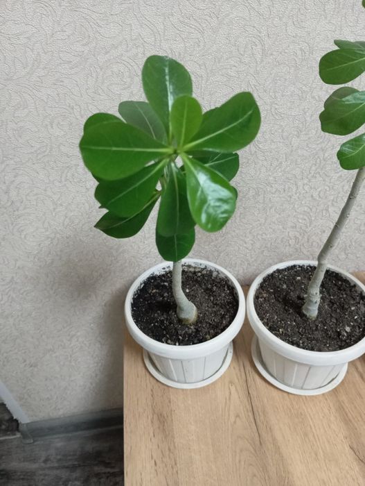 Адениум -цветок пустыни