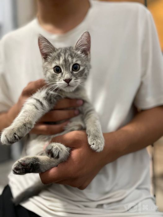 Продается котенок, девочка